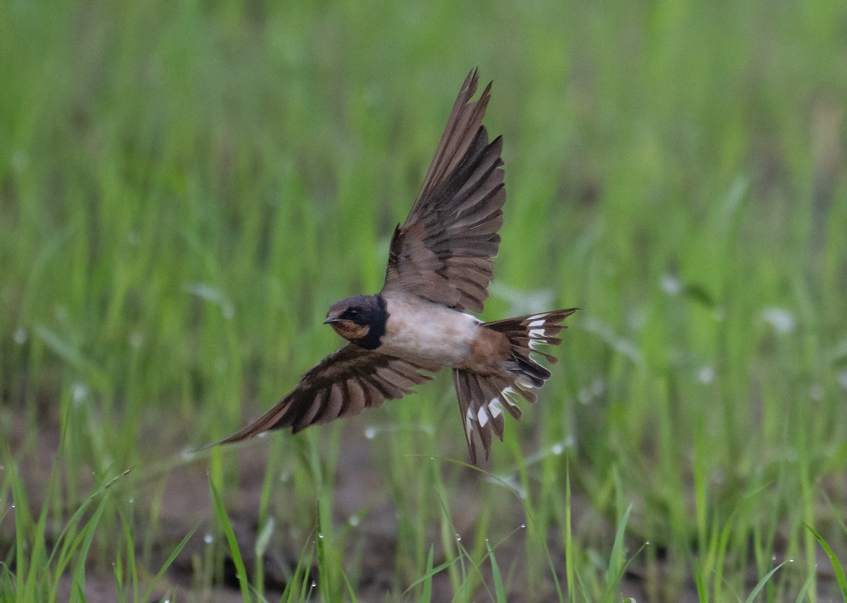 Асрын хараацай - ML626780609