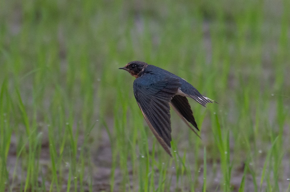 Асрын хараацай - ML626780610