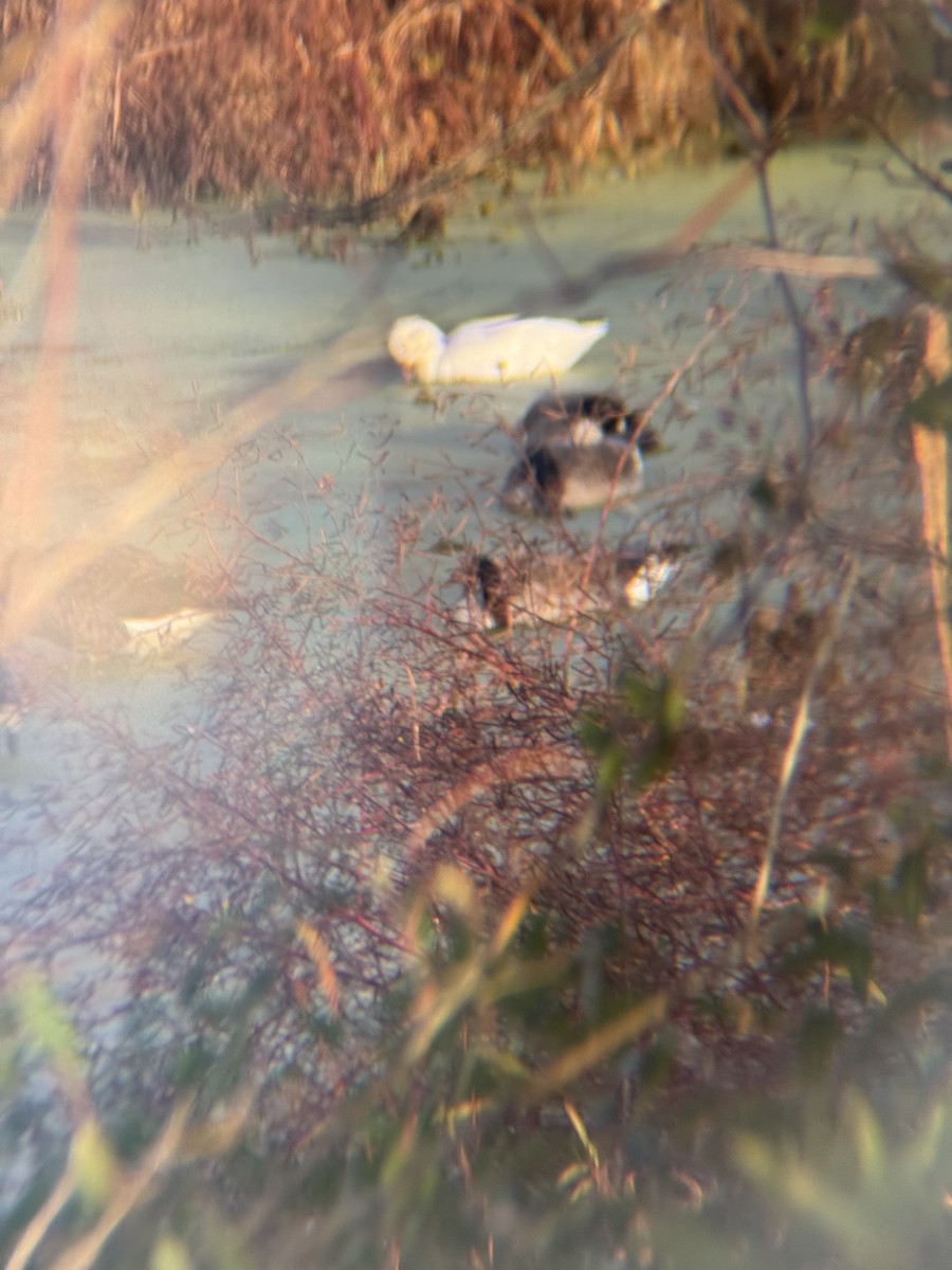 Snow Goose - ML626780657