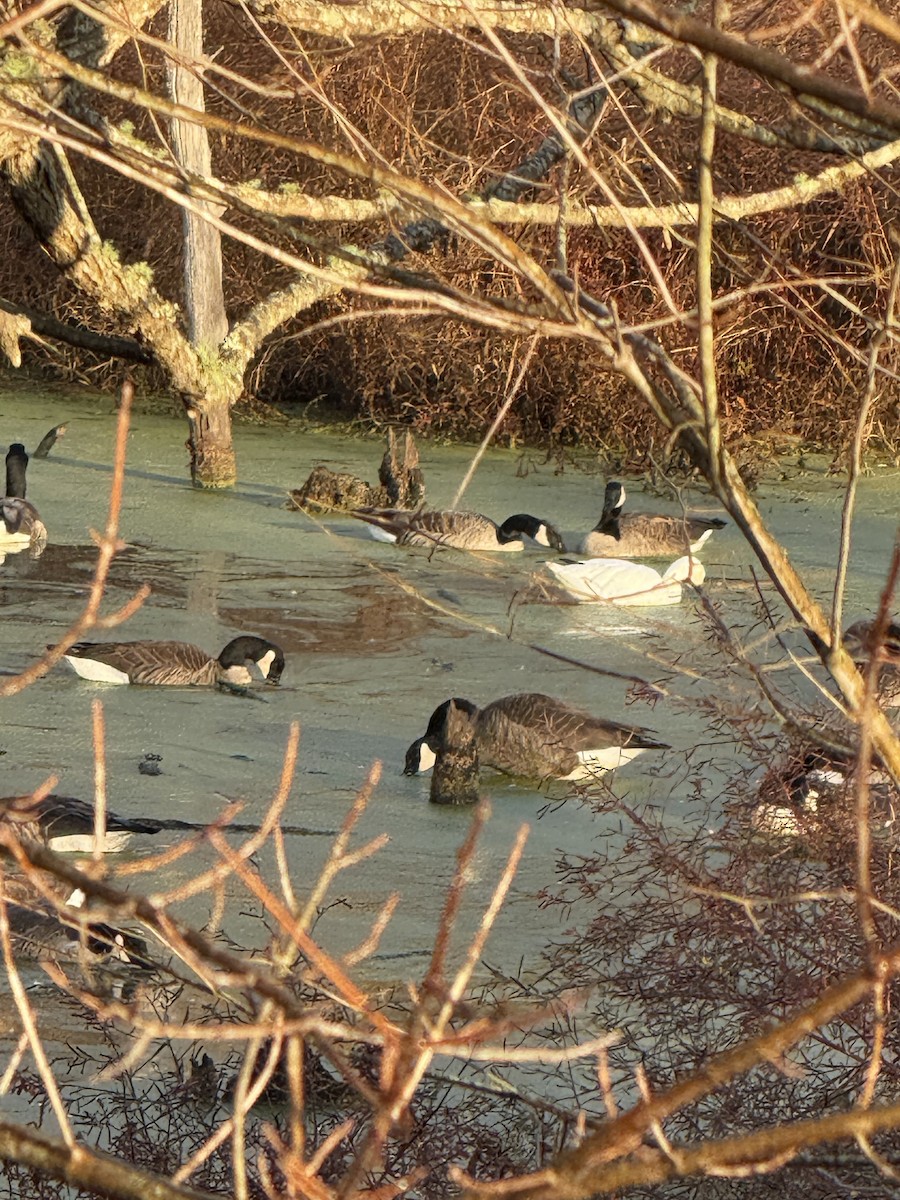 Snow Goose - ML626780658