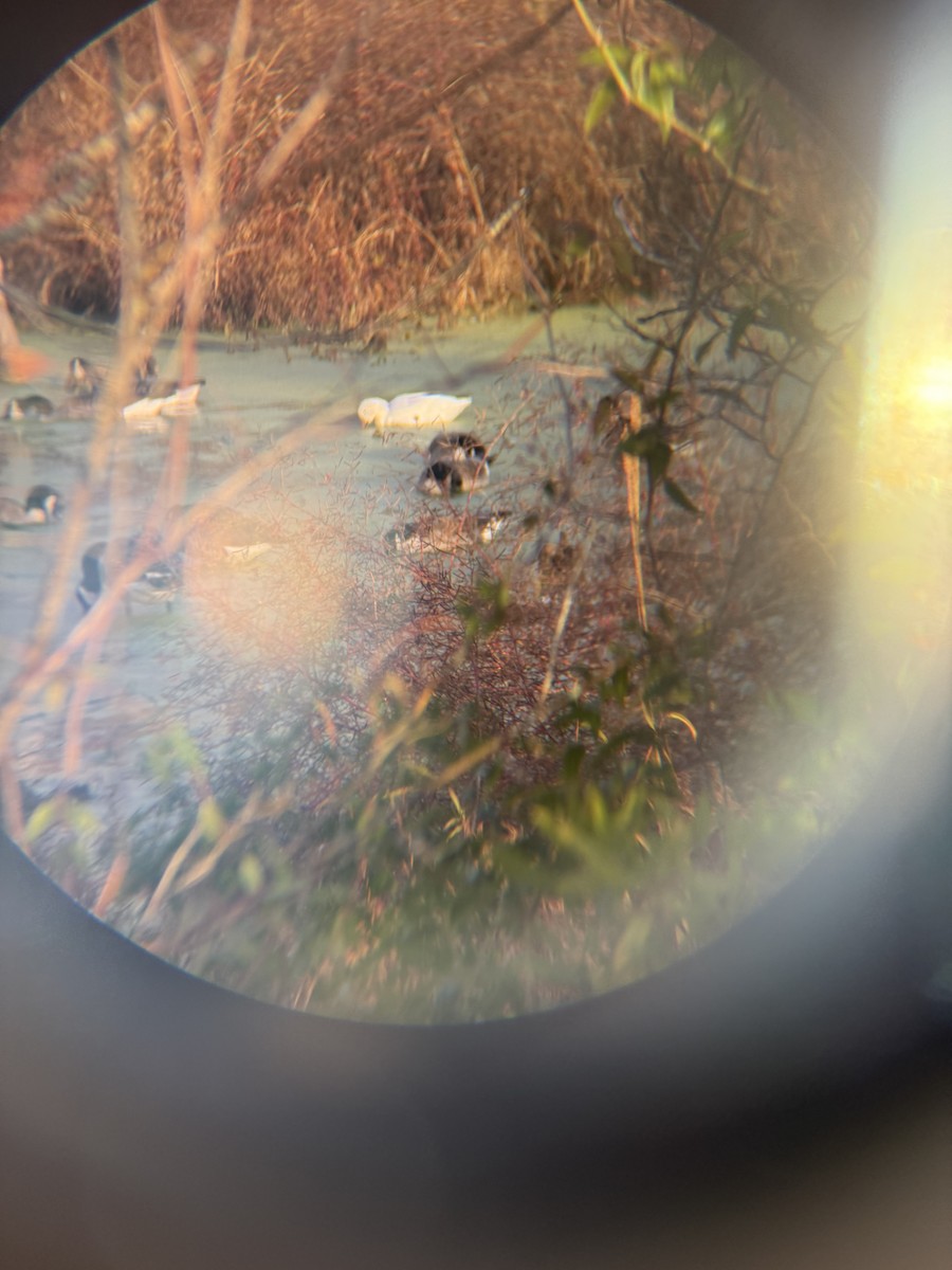 Snow Goose - ML626780659