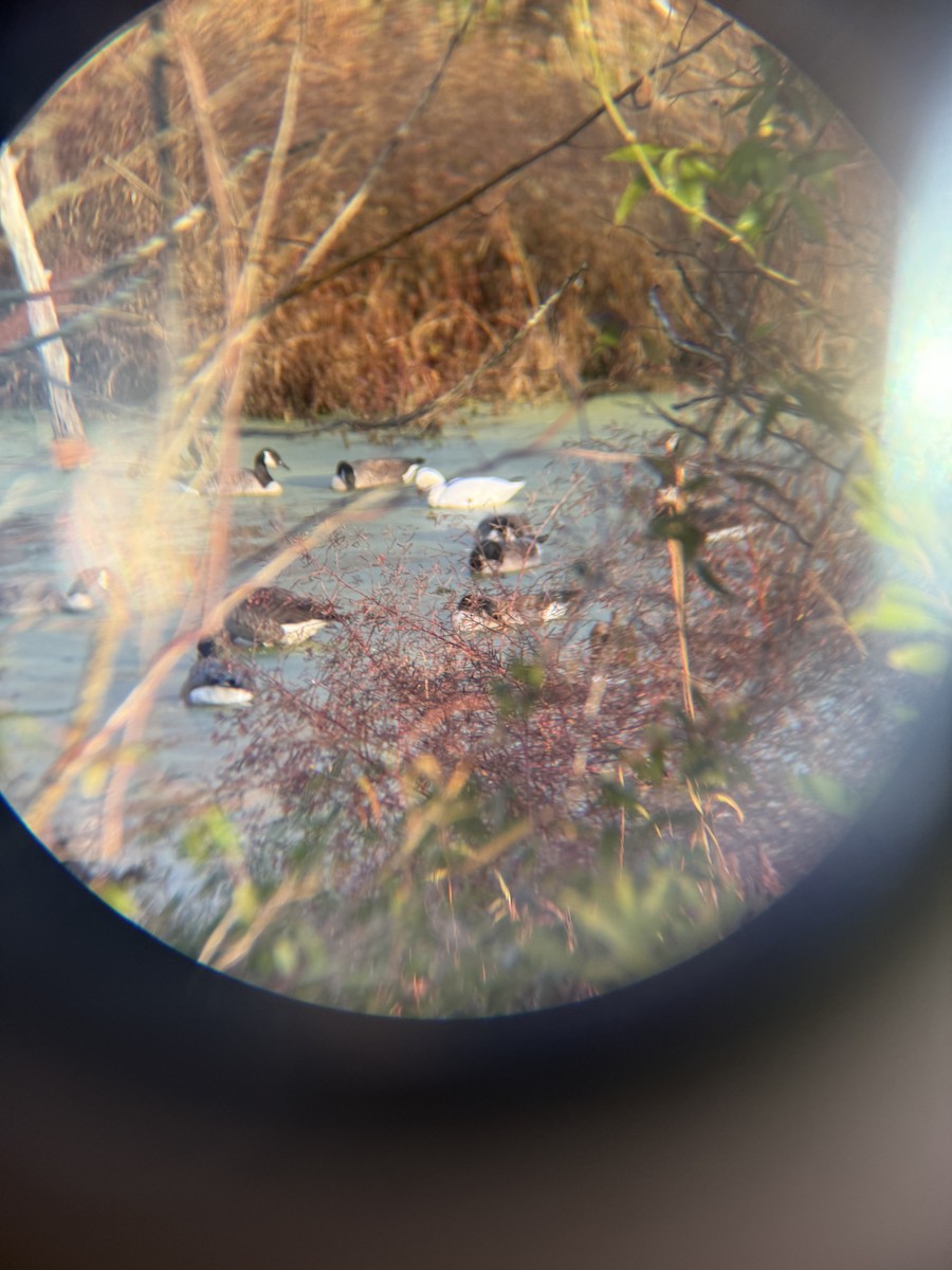 Snow Goose - ML626780660