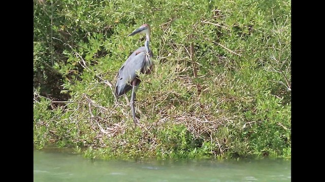 Goliath Heron - ML626780820