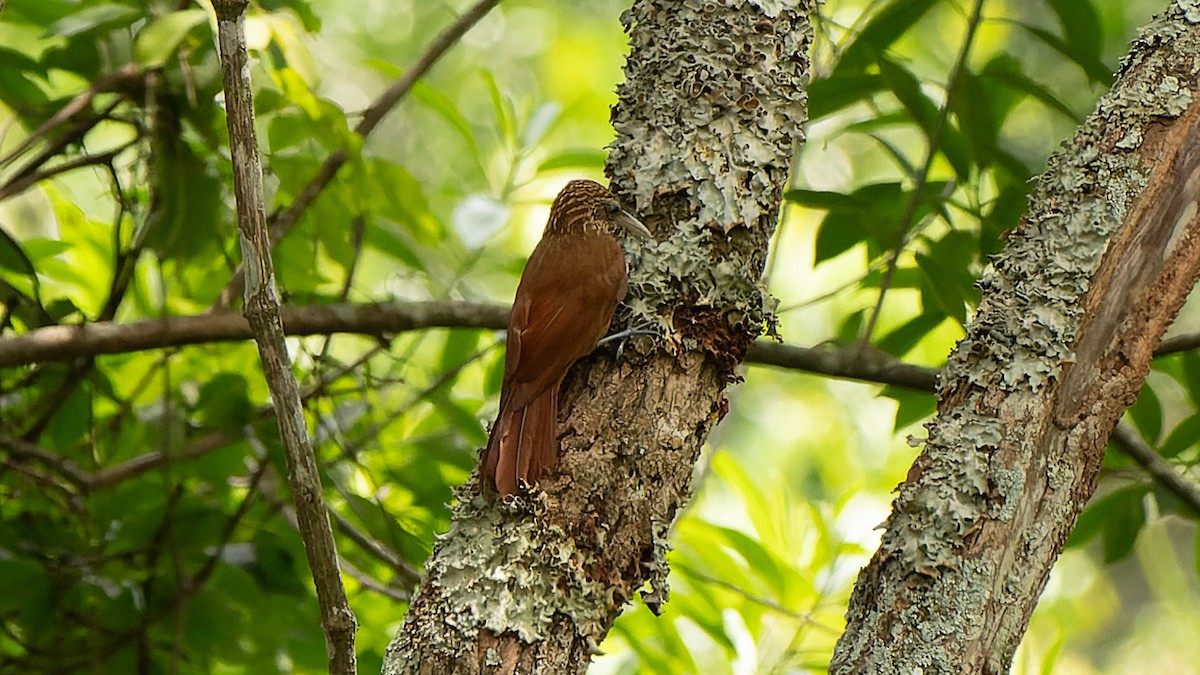 Buff-throated Woodcreeper (Lafresnaye's) - ML626780844