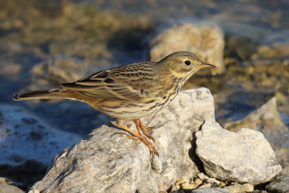 Meadow Pipit - ML626781011