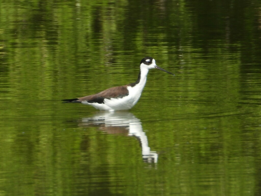 svartkronestylteløper - ML626781202