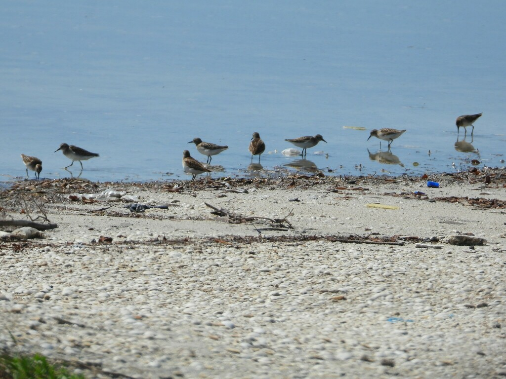 pygmésnipe - ML626781207