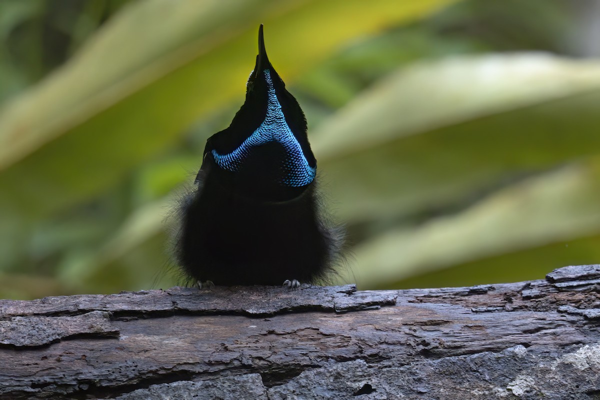 Magnificent Riflebird - ML626781214