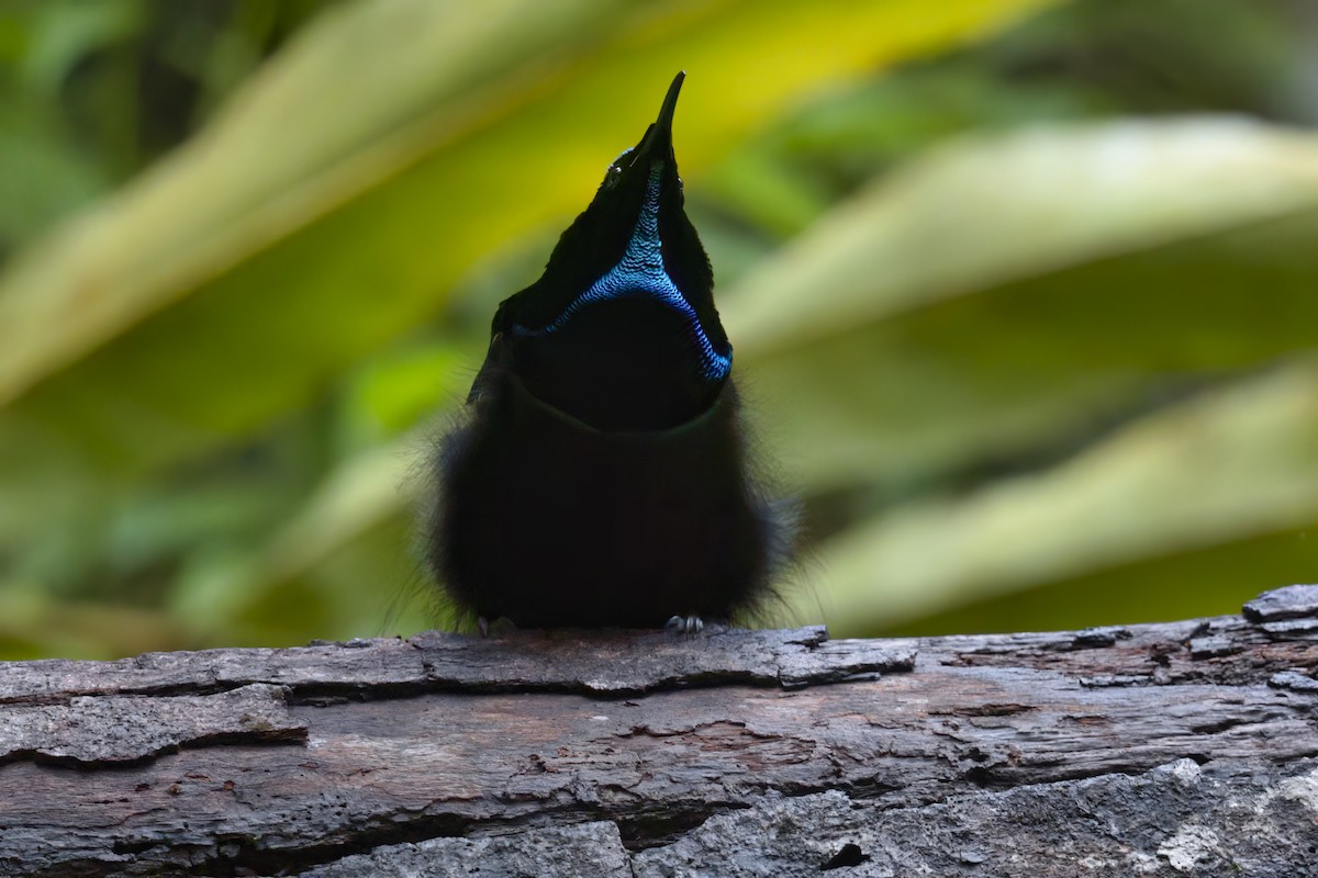 Magnificent Riflebird - ML626781215