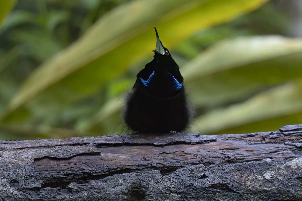 Magnificent Riflebird - ML626781216