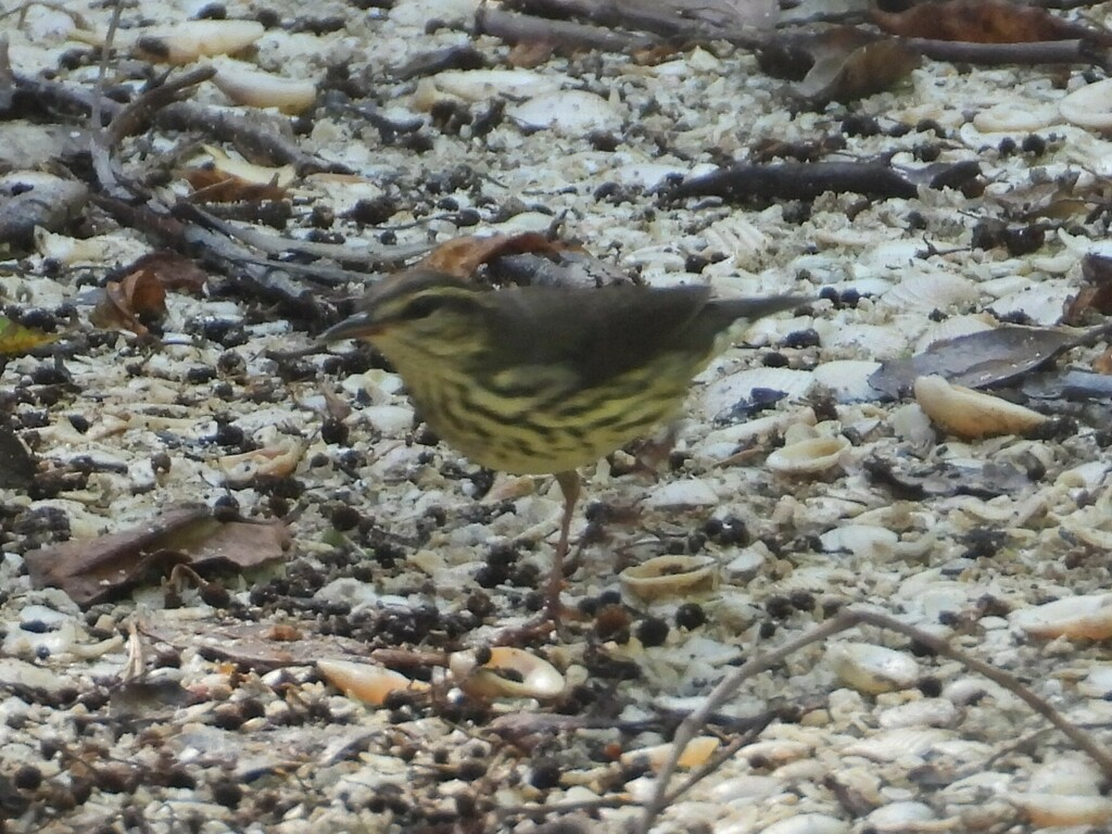 vannparula - ML626781243