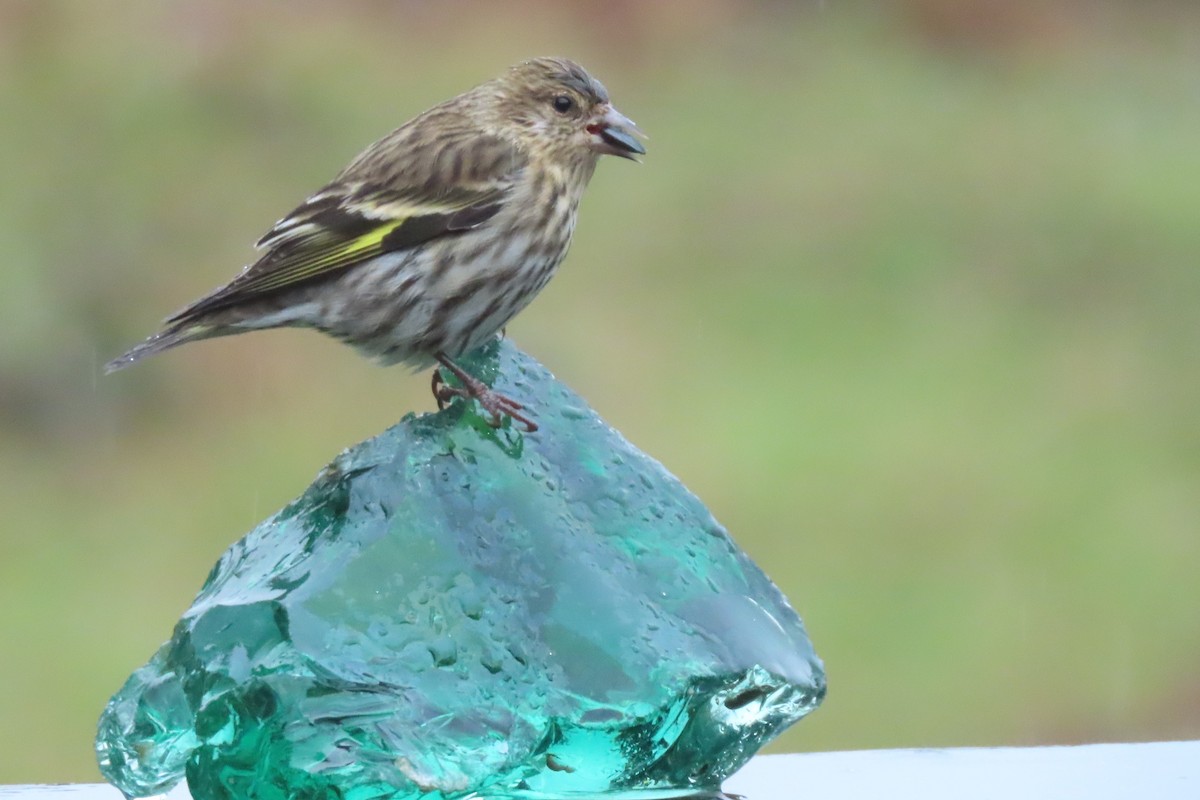 Pine Siskin - ML626781279