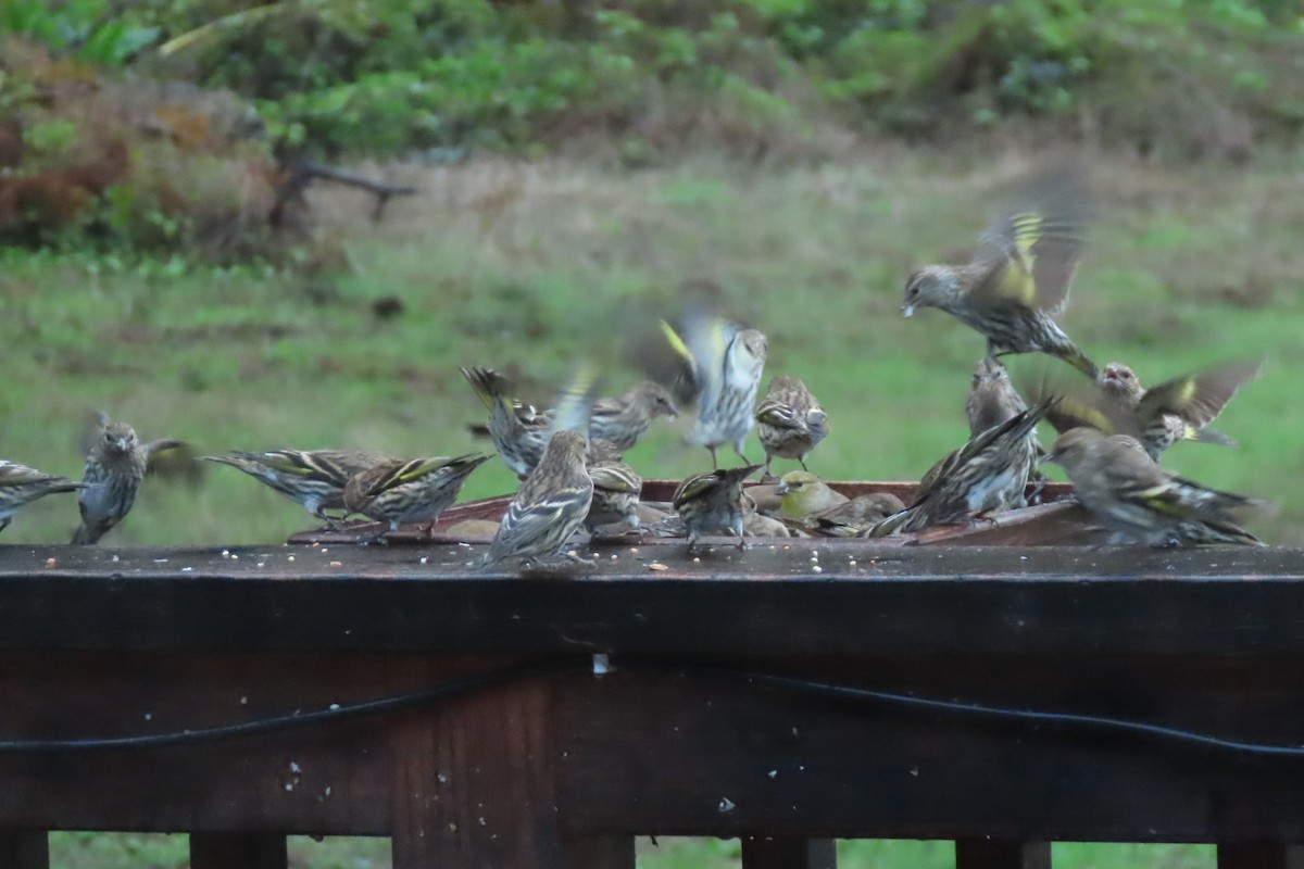 Pine Siskin - ML626781280