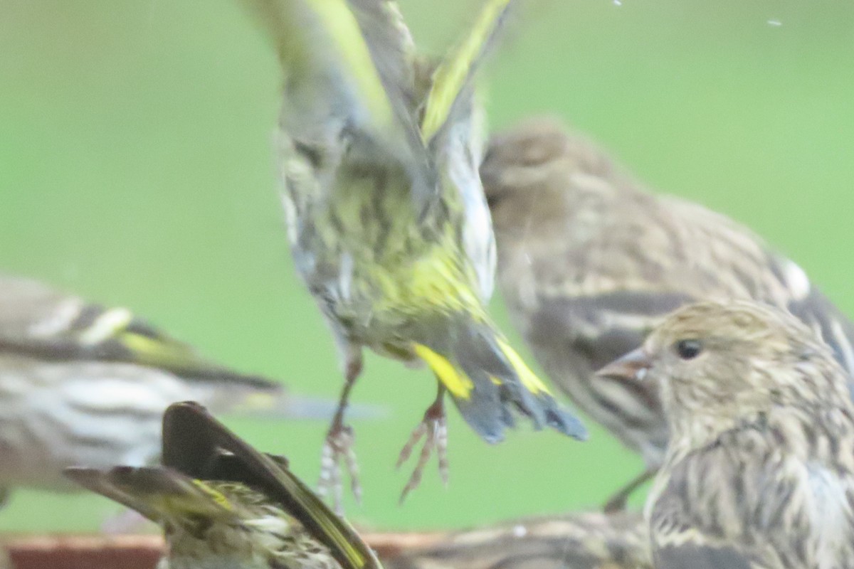 Pine Siskin - ML626781295