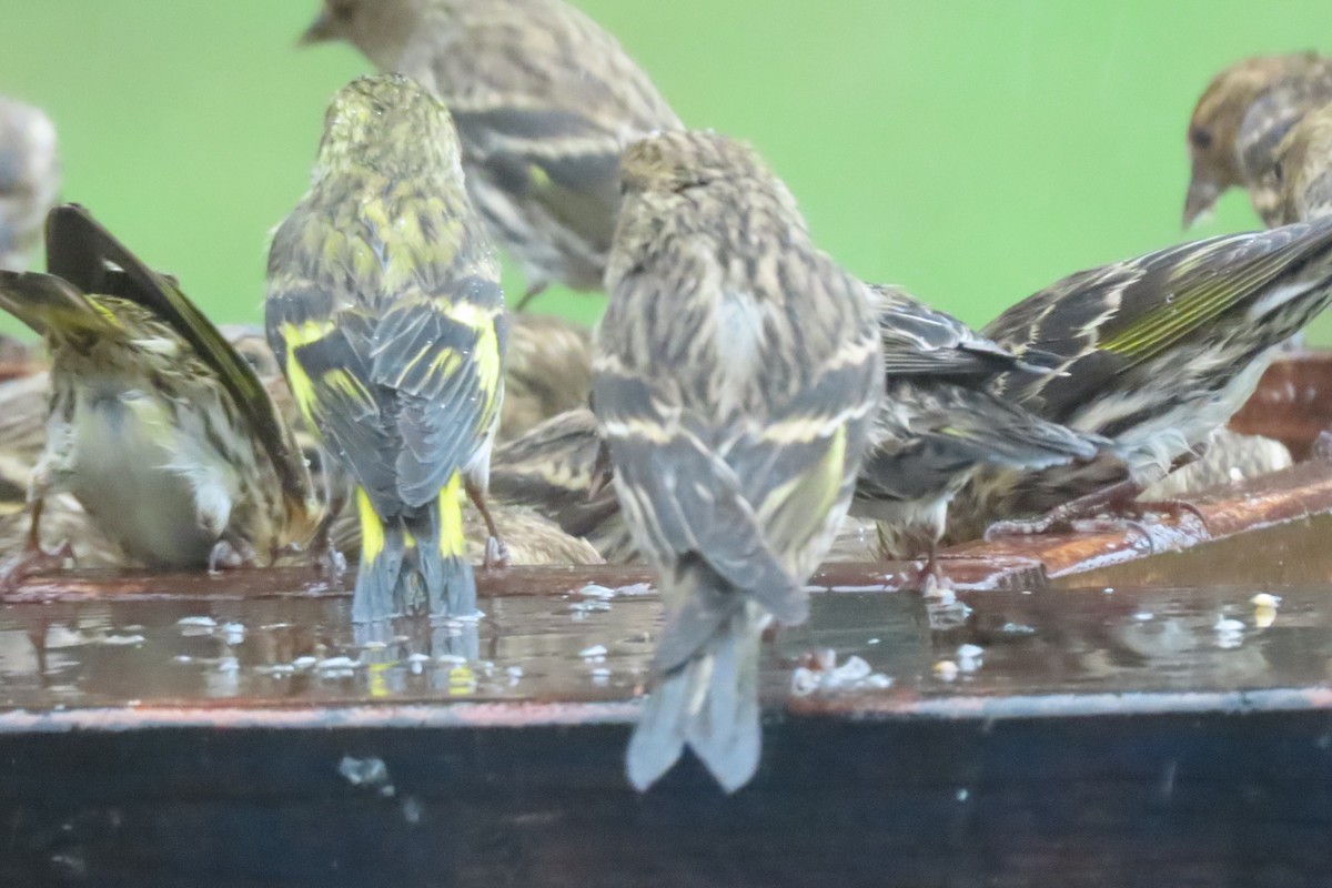 Pine Siskin - ML626781297
