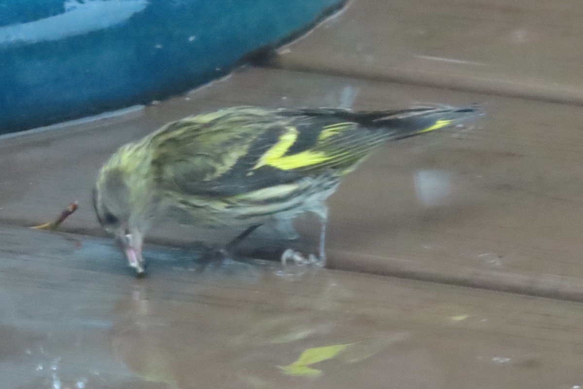 Pine Siskin - ML626781298