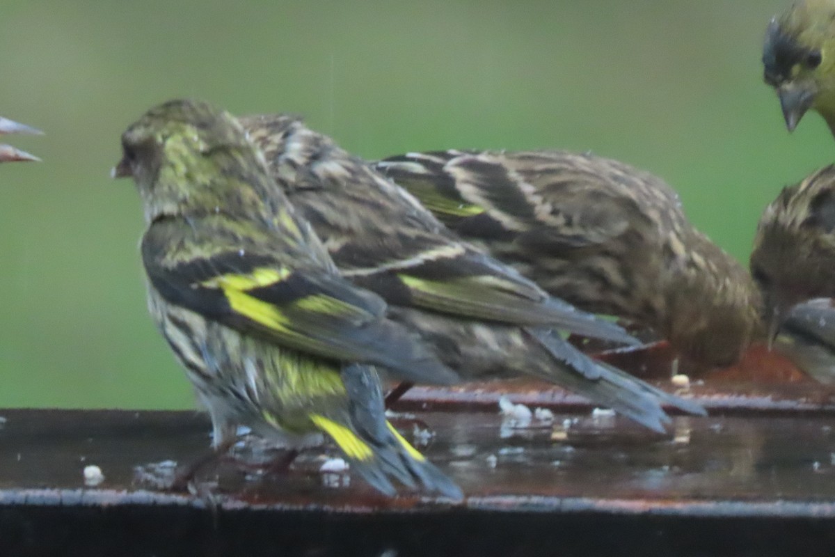 Pine Siskin - ML626781300