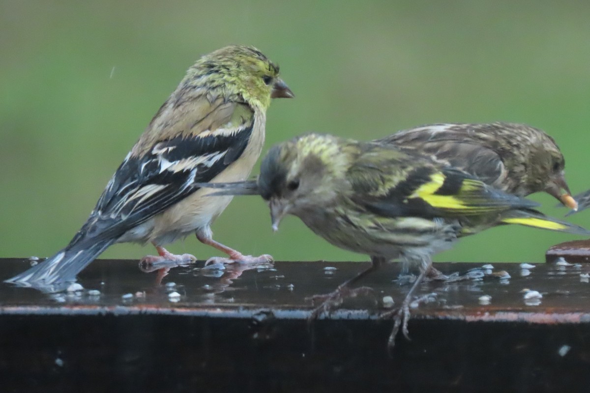 American Goldfinch - ML626781306