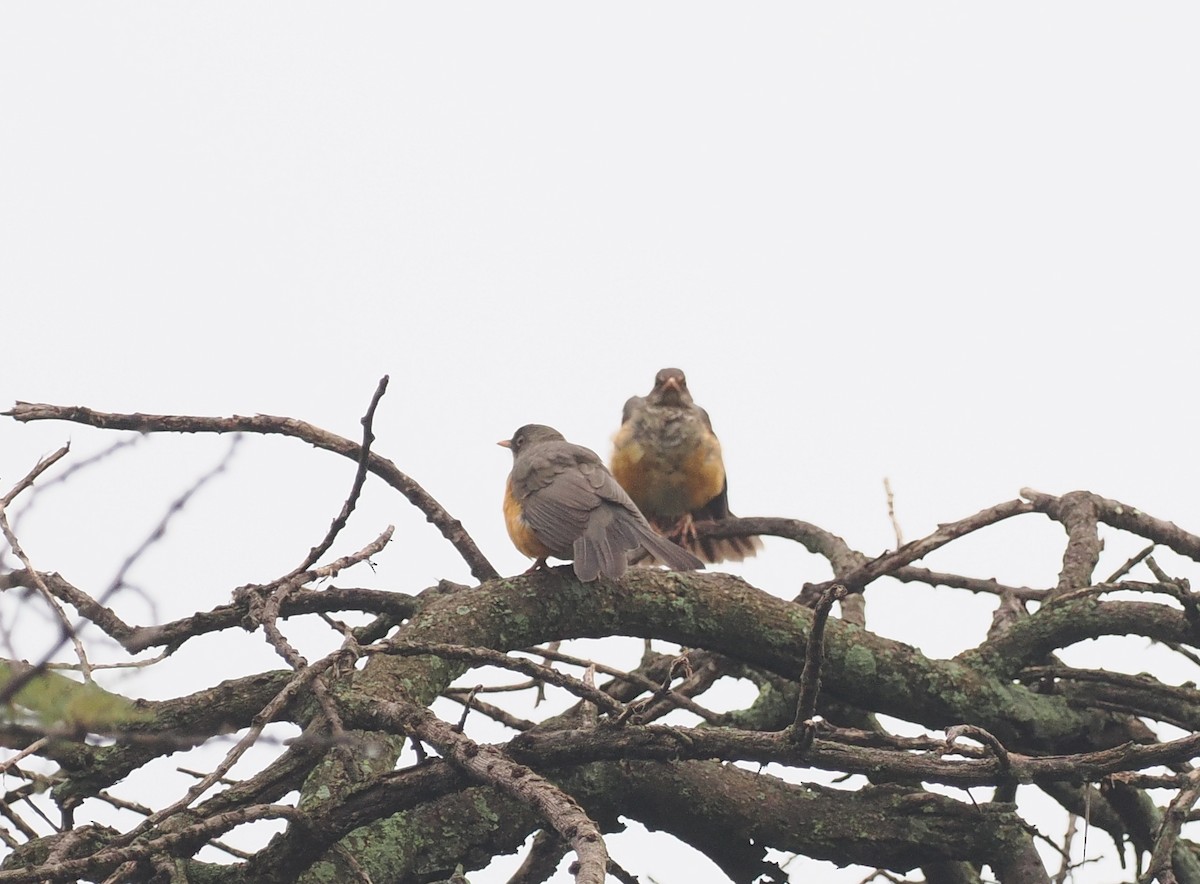 Abyssinian Thrush - ML626781421