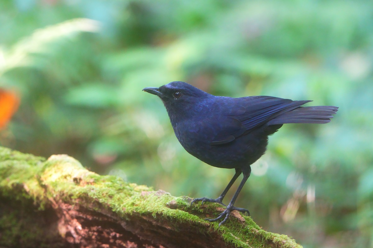 Javan Whistling-Thrush - ML626781445