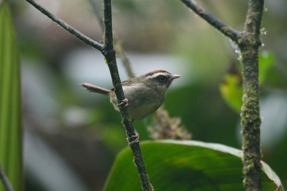 Pirre Warbler - ML62678161