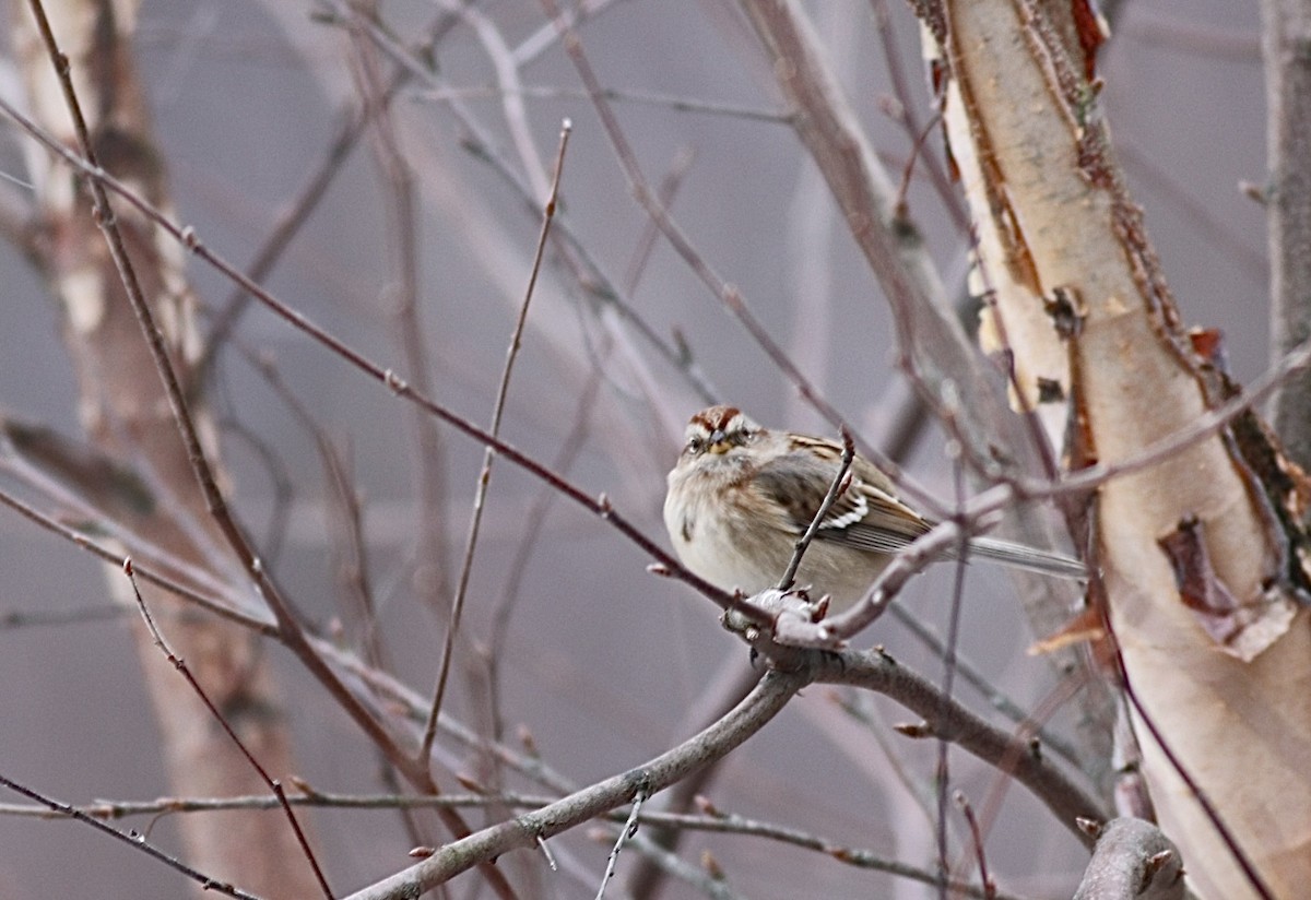 American Tree Sparrow - ML626781660