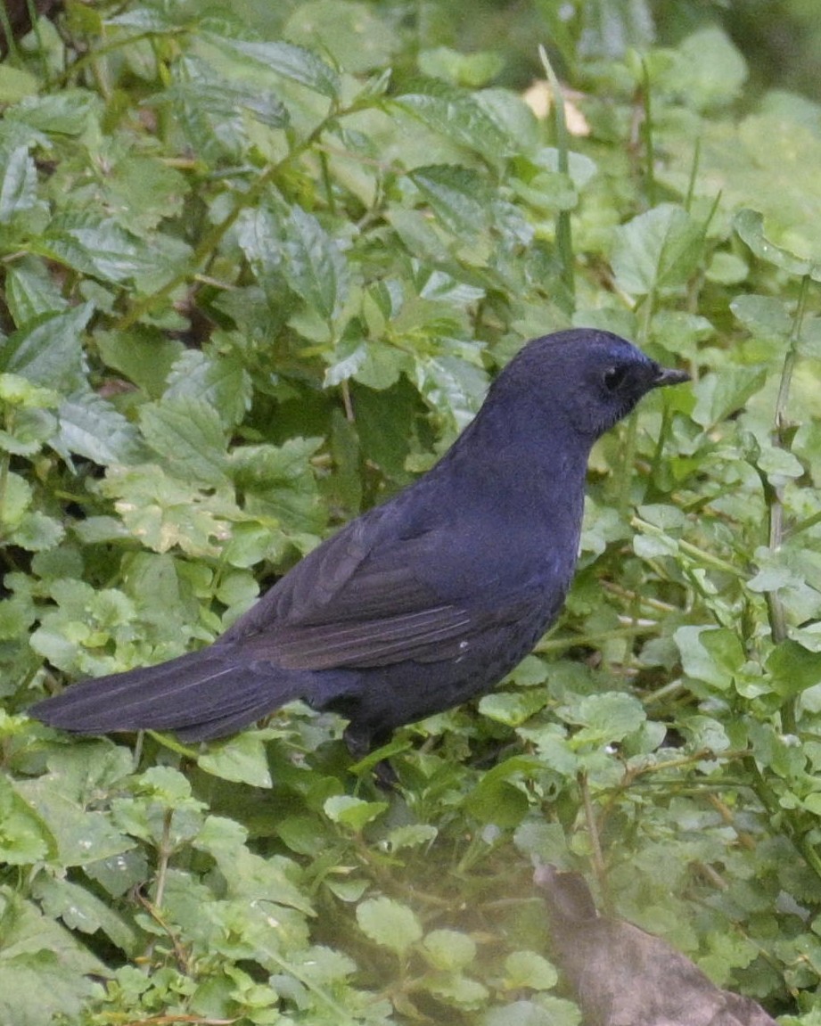 Blue-fronted Robin - ML626781684