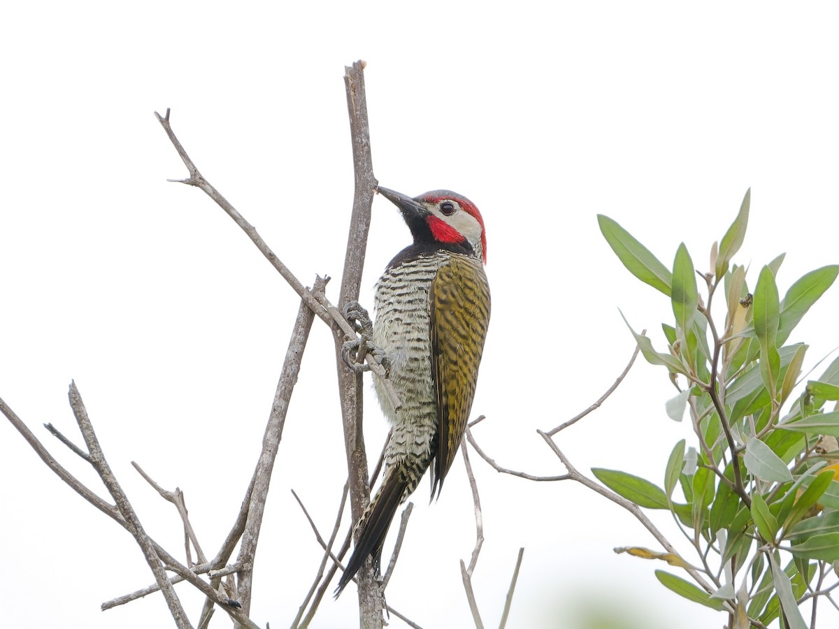 Black-necked Woodpecker - ML626781865