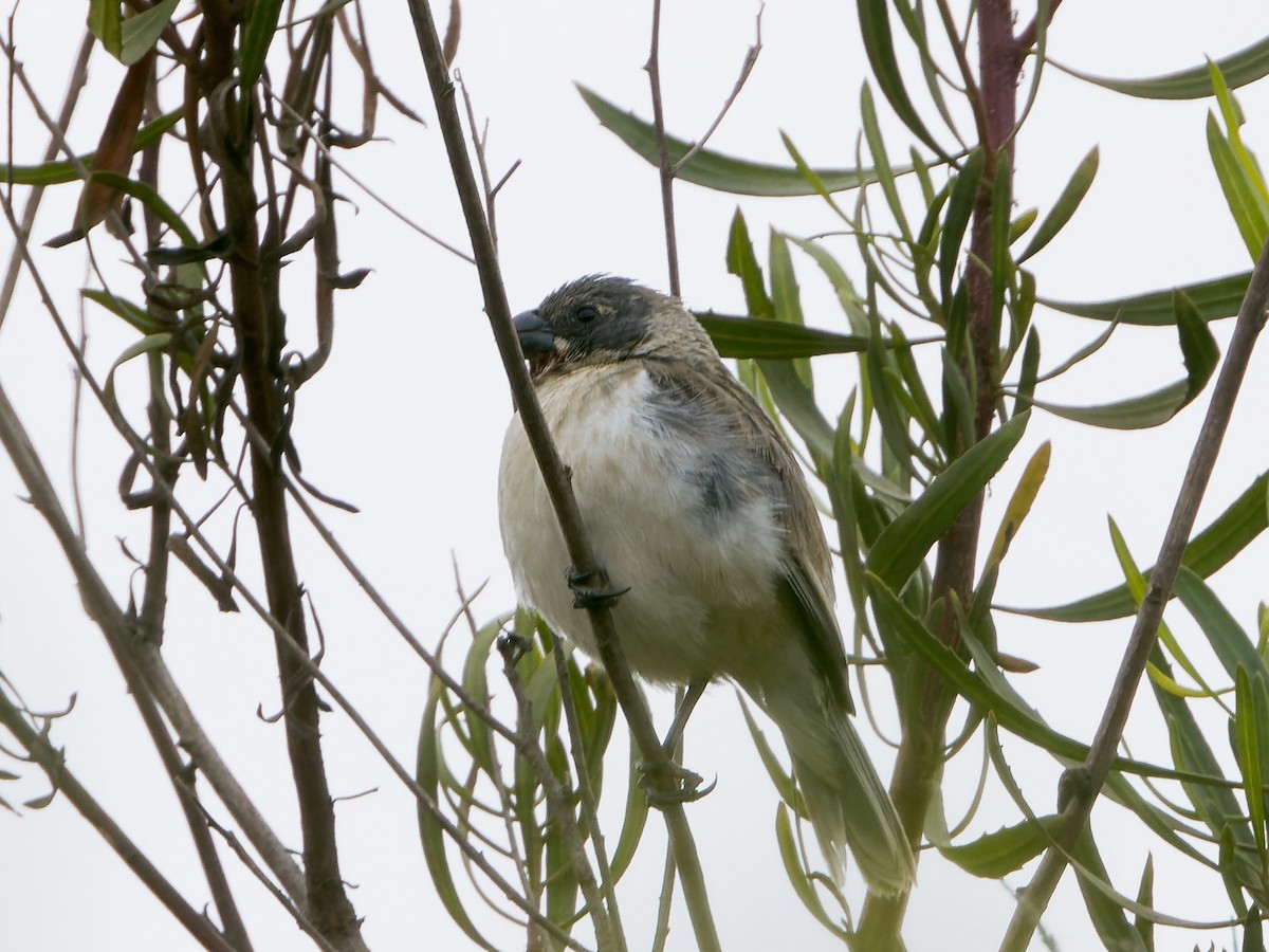 Chestnut-throated Seedeater - ML626781871