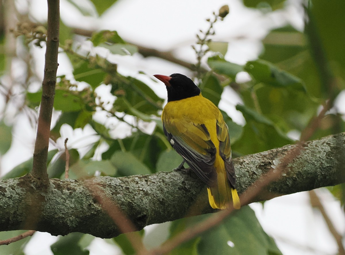 Ethiopian Black-headed Oriole - ML626782047
