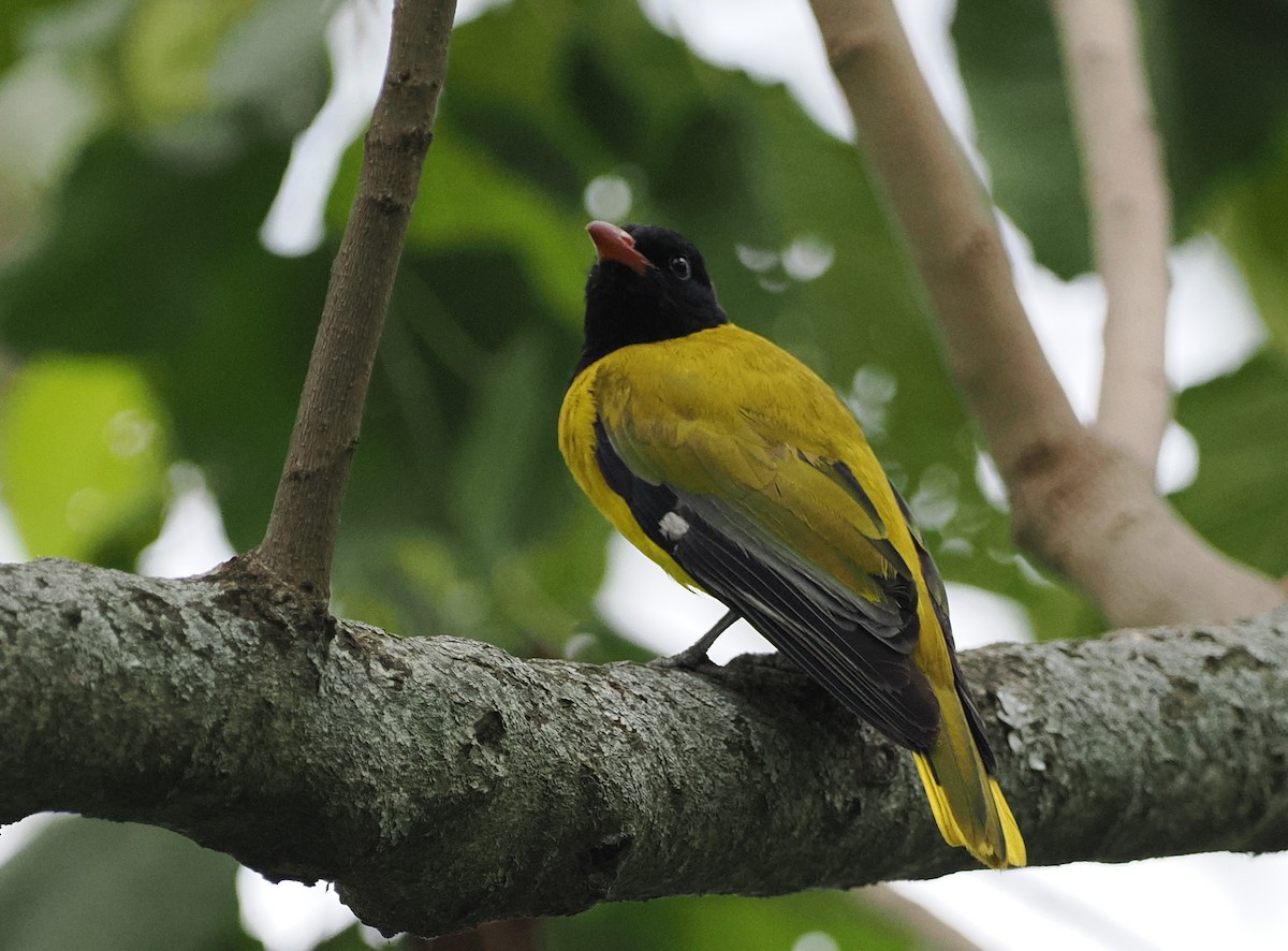 Ethiopian Black-headed Oriole - ML626782048
