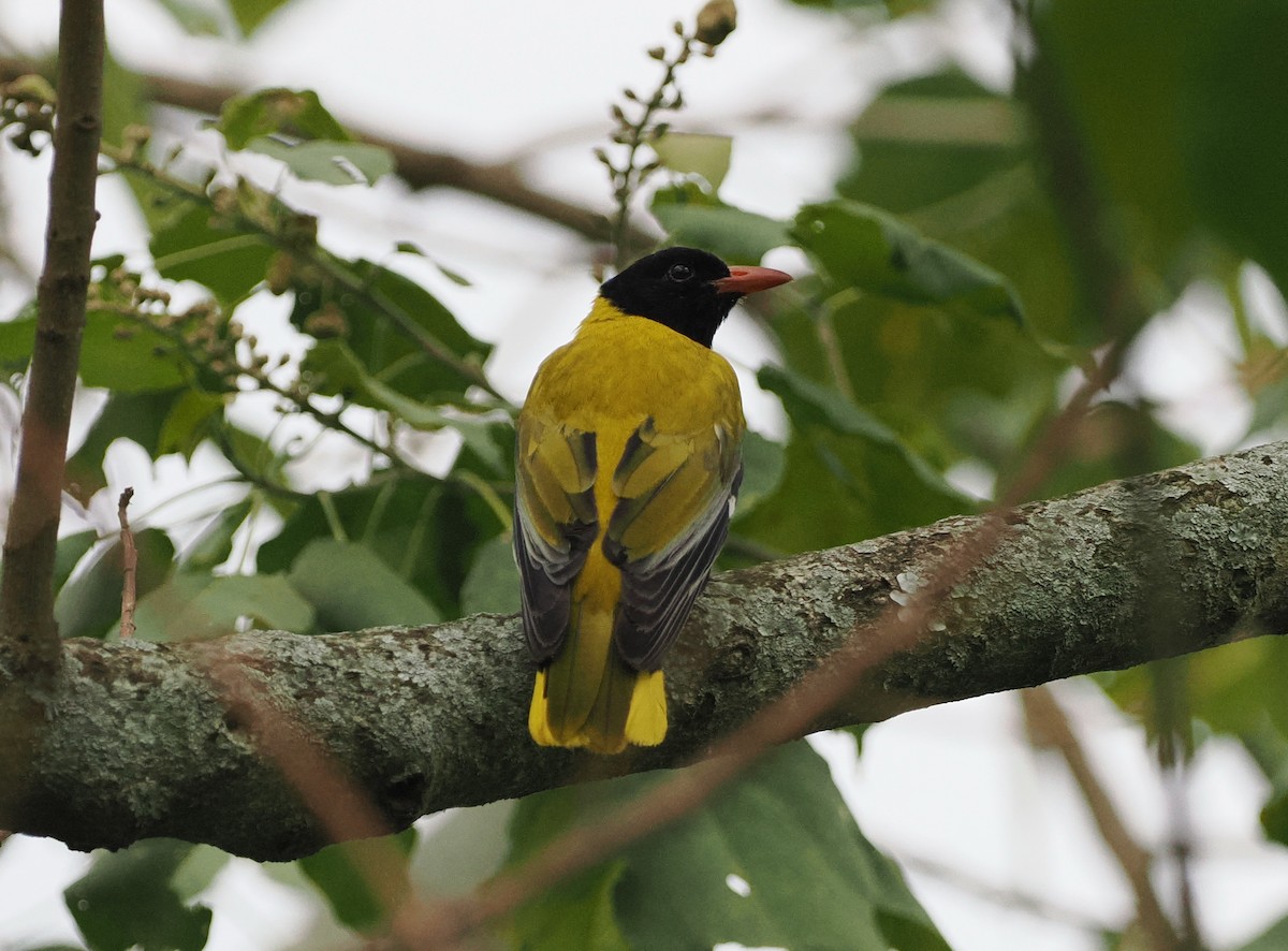 Ethiopian Black-headed Oriole - ML626782050