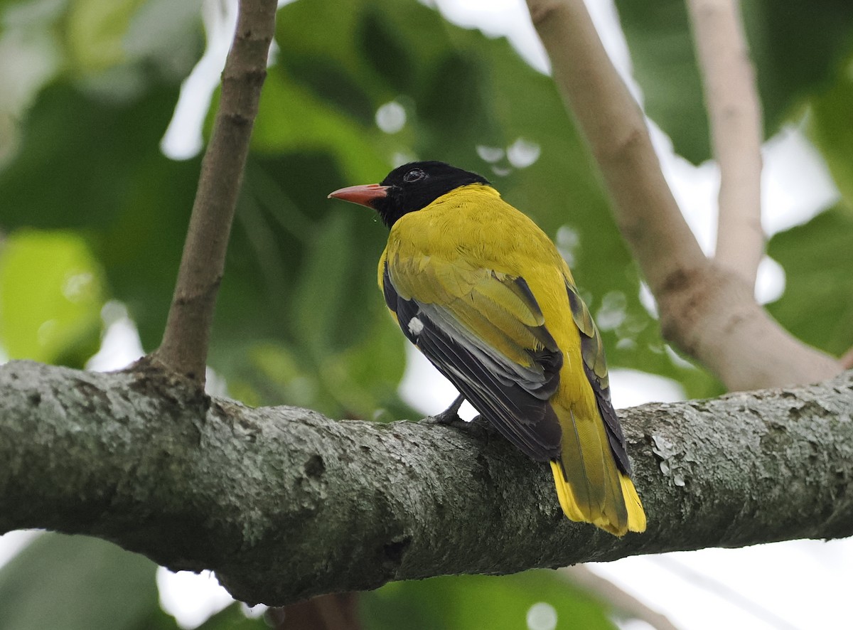 Ethiopian Black-headed Oriole - ML626782051