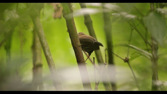 Sharp-tailed Streamcreeper - ML626782107