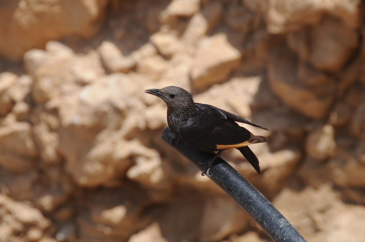 Tristram's Starling - ML626782161