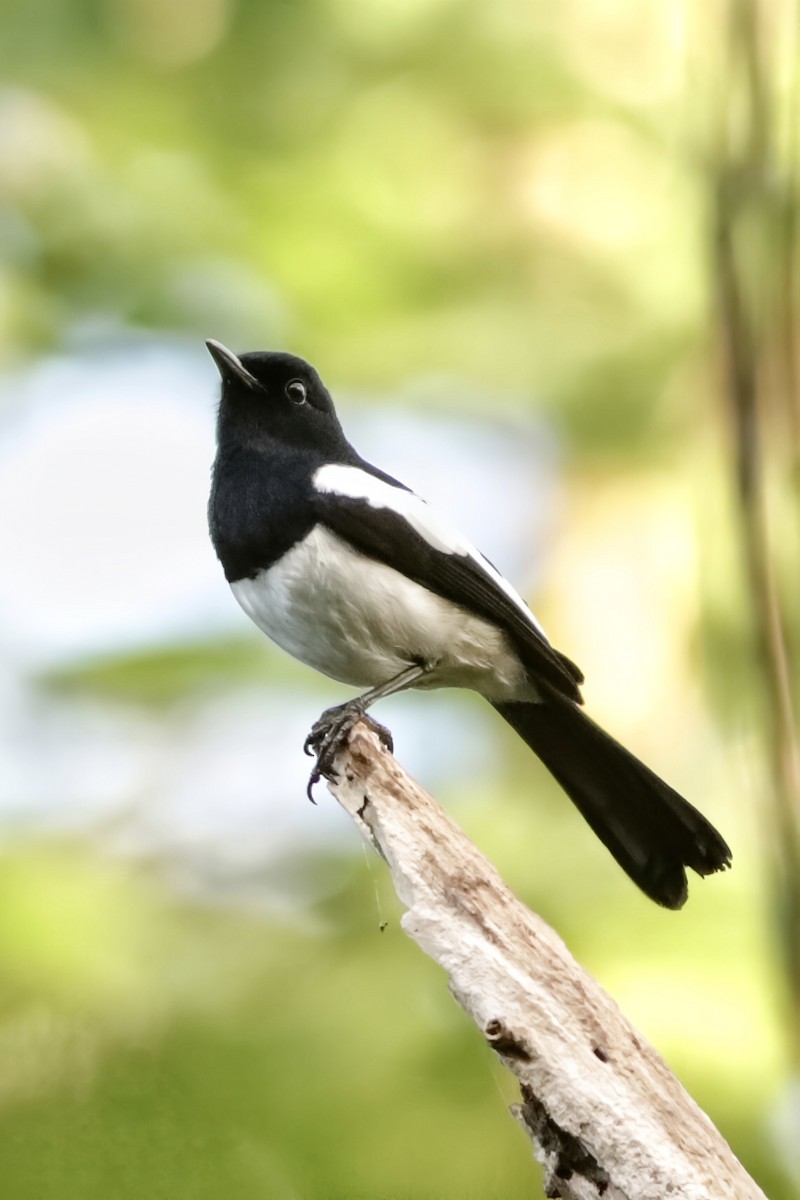 Philippine Magpie-Robin - ML626782224