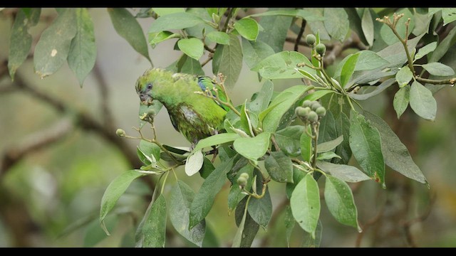 Pileated Parrot - ML626782230