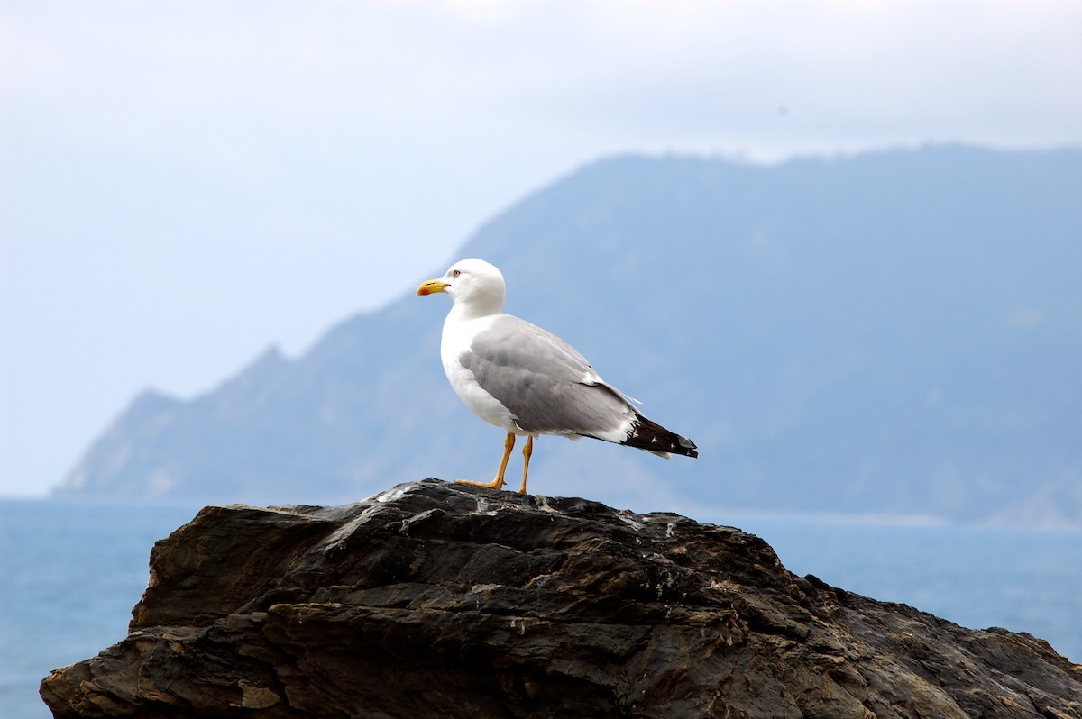 Yellow-legged Gull - ML626782290