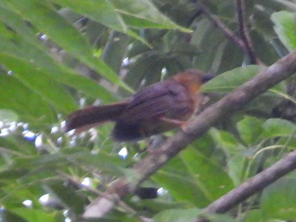 ノドアカアリフウキンチョウ - ML626782348