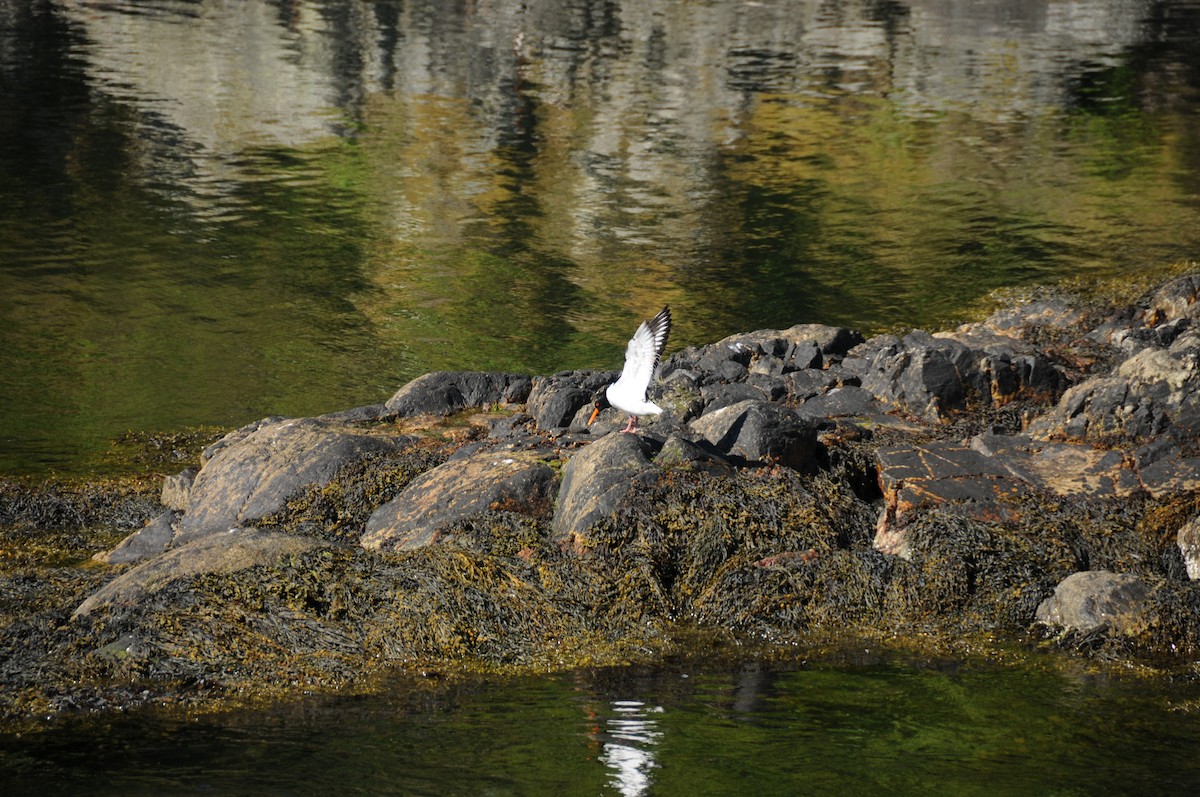 Eurasian Oystercatcher - ML626782395