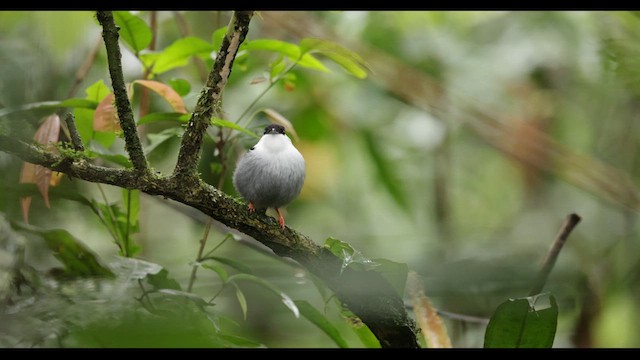 White-bearded Manakin - ML626782410