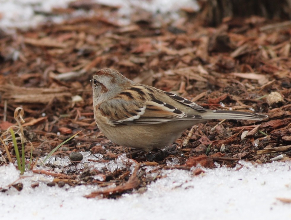 American Tree Sparrow - ML626782522