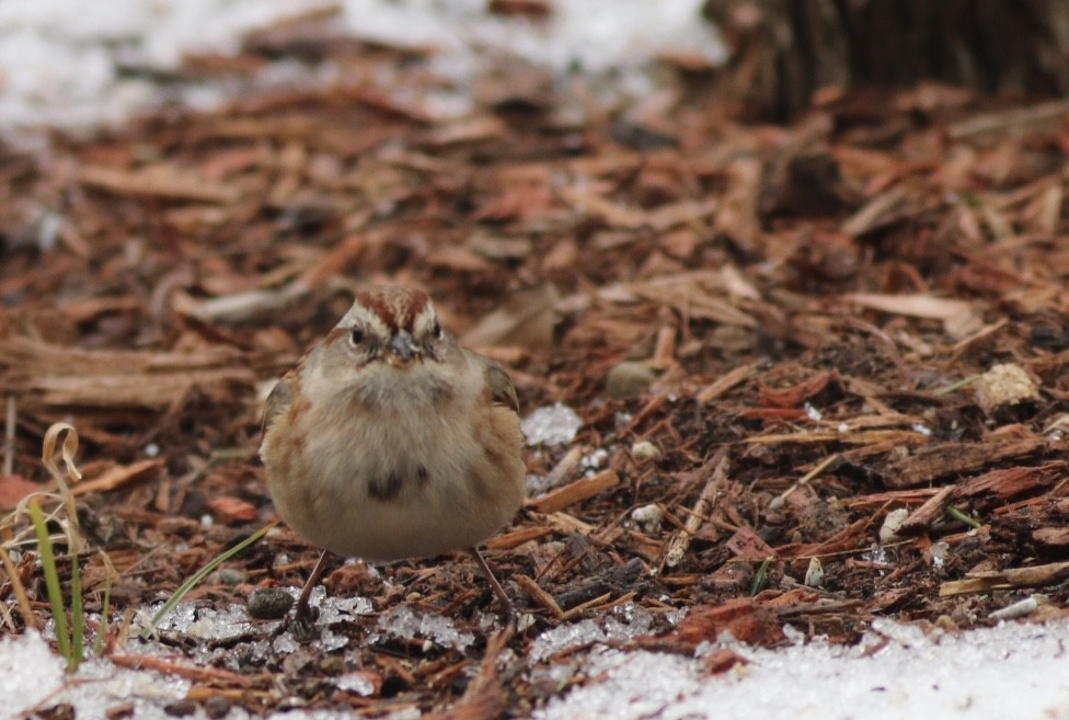 American Tree Sparrow - ML626782523