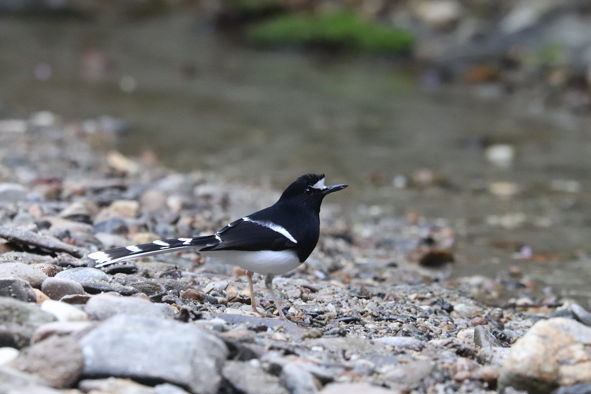 White-crowned Forktail - ML626782673