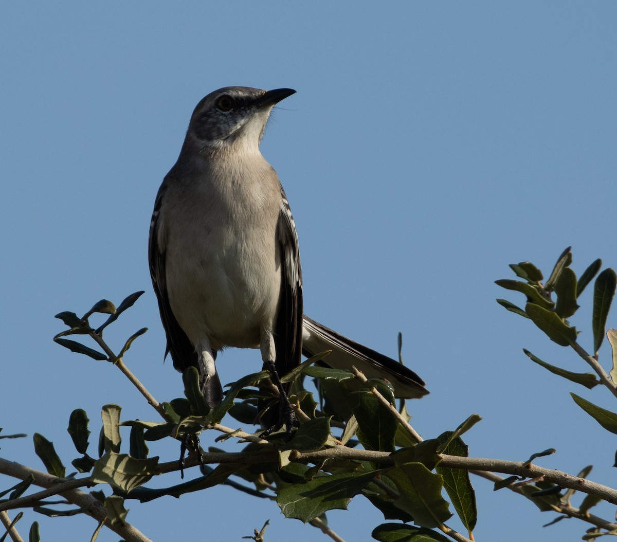 Northern Mockingbird - ML626782781