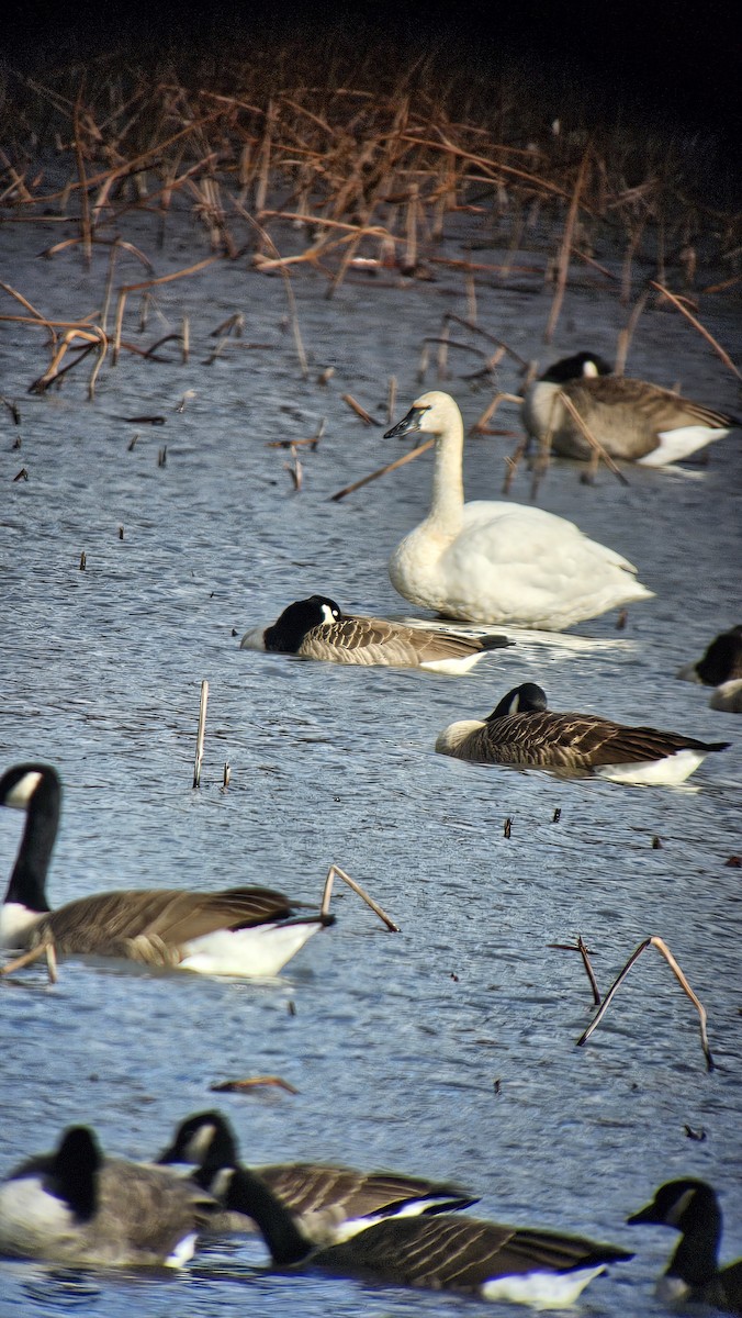 Tundra Swan - ML626782804