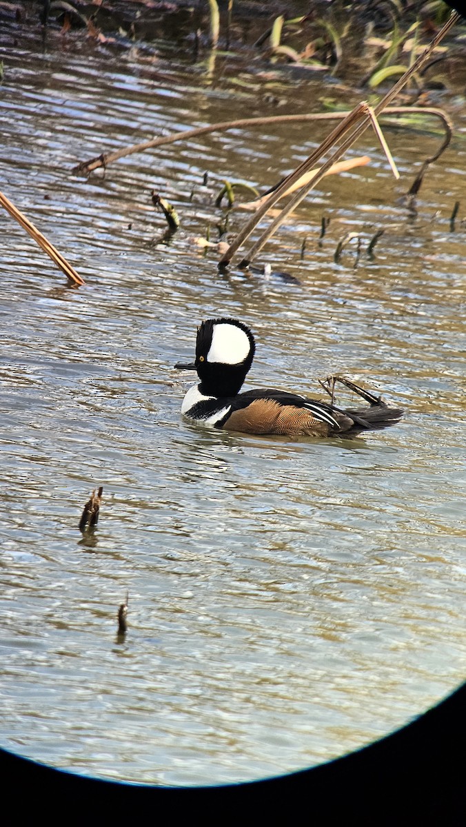 Hooded Merganser - ML626782822