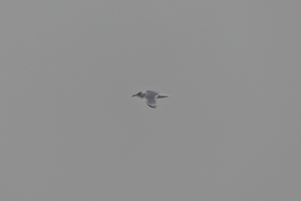 Pallas's Gull - ML626782855