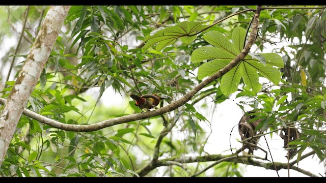 Spot-billed Toucanet - ML626782976