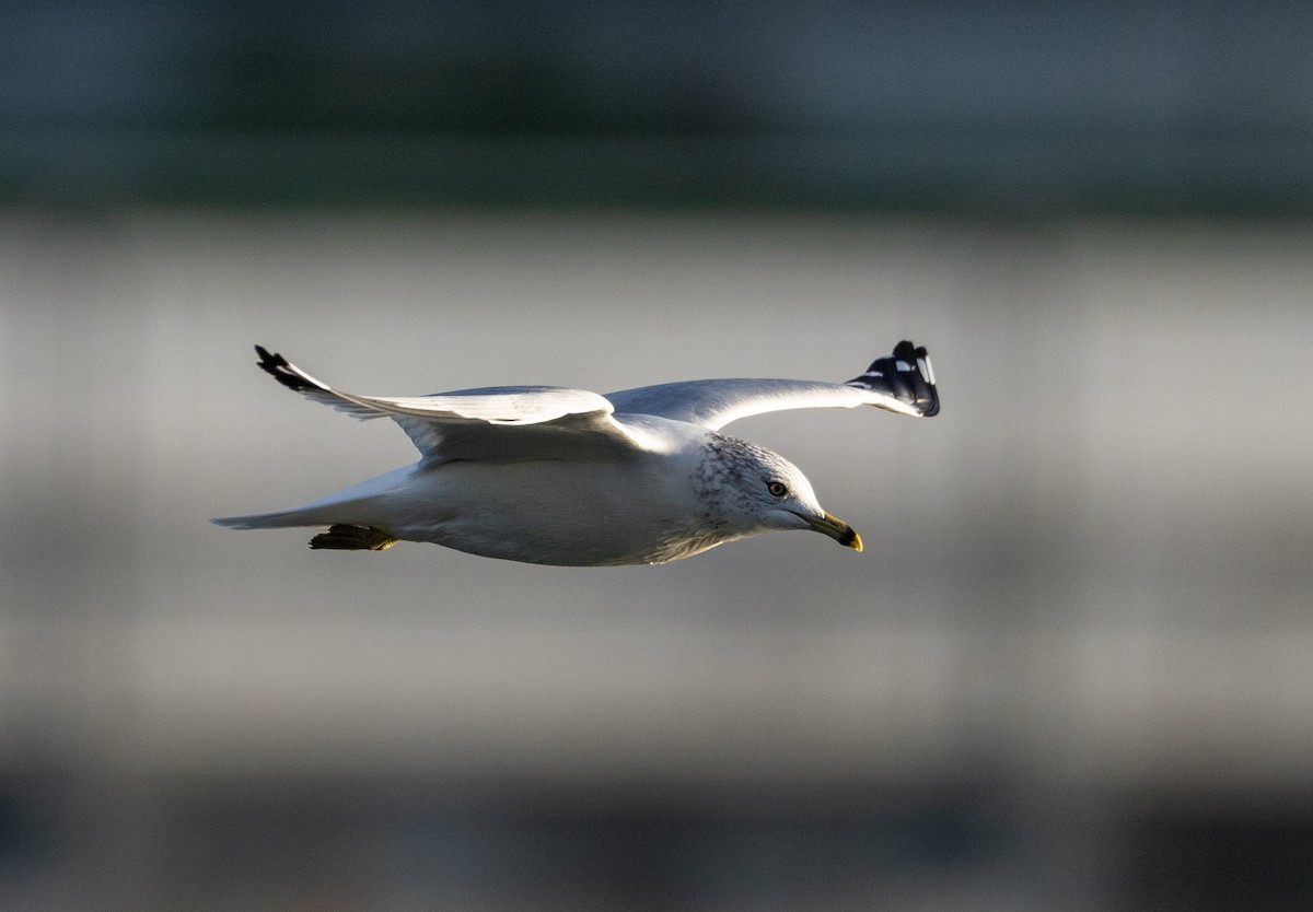 Ring-billed Gull - ML626783181